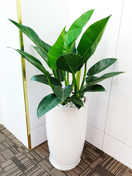 Cây trầu bà đế vương